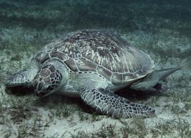 Green Turtle